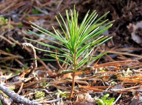 ���������� ������ �� ������� ����