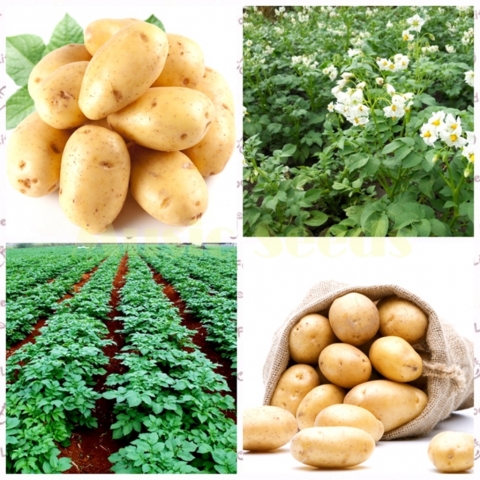 ����� ����������� ������-����������� ��������