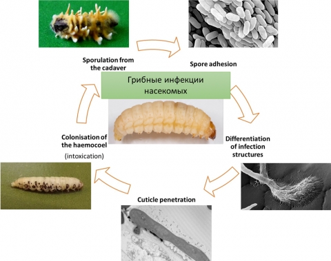 Победа в конкурсе грантов Российского фонда фундаментальных исследований