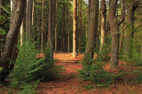 ���������� ������ ��� ���������, ����������� �� ����������� ������ ����