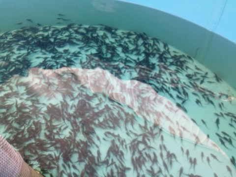 ������������� ��� ������ ���������� ����������� ������