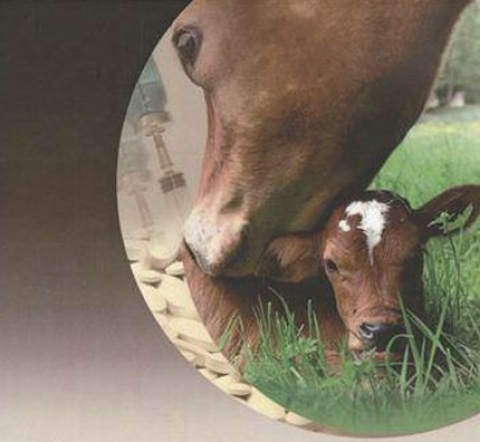 Учебная практика по биотехники размножения, акушерства и гинекологии