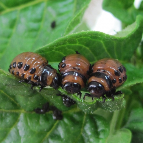 ������ �������������� ��� �������� ����� ���