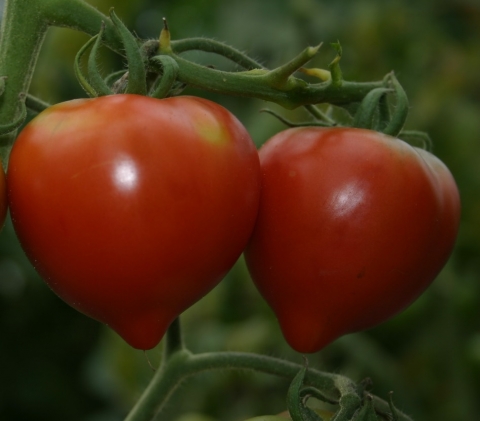 ���������������� ��� ����� �������