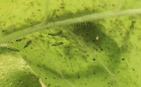 В Новосибирском ГАУ успешно применяют технологии получения полезных видов насекомых и клещей