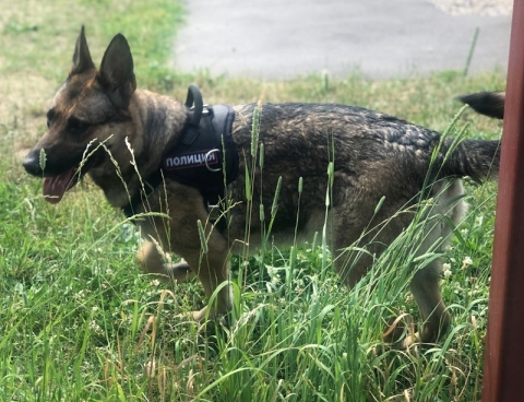 Межведомственные соревнования по многоборью кинологов