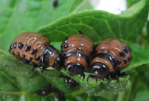 В Новосибирском ГАУ изобрели способ повышения эффективности биологических инсектицидов