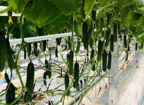 Агрономический факультет Новосибирского ГАУ запускает новую образовательную программу