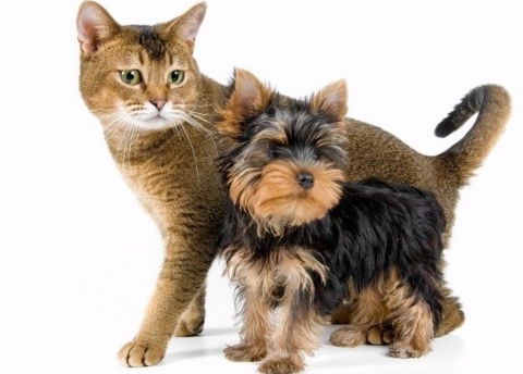 ������������ ��������