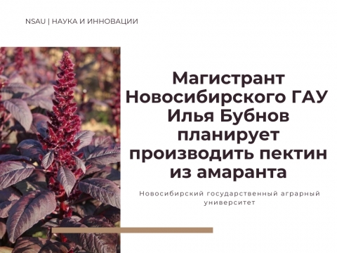 Магистрант Новосибирского ГАУ Илья Бубнов планирует производить пектин из амаранта