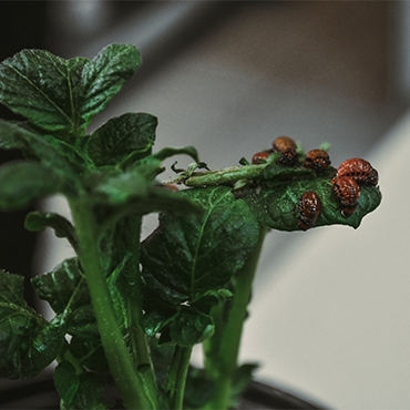 ������ ���������� ������ ������������� ������ �������� �������������� ��� ������������ � ������� Nanomaterials (WoS, Q1)