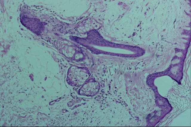 ������ - ������������ ������������ ���� ������� ���.