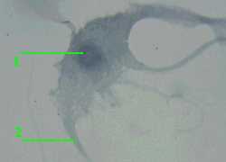 ���������� ������ (�������)