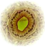 ����� ����������