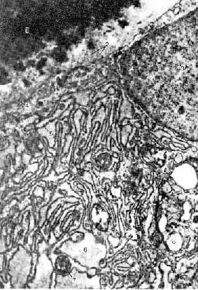 n08-1.jpg (31900 bytes)