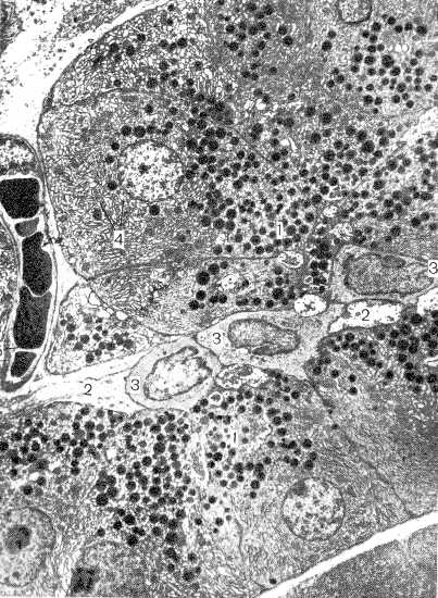 n36.jpg (65963 bytes)