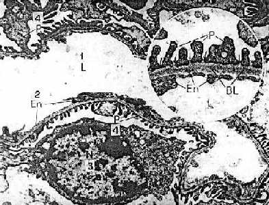 n42-2.jpg (35513 bytes)