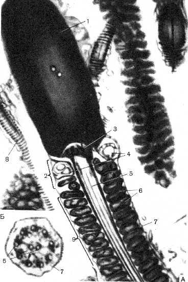 n43.jpg (32194 bytes)